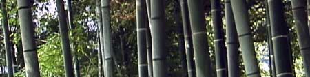 meditation guide - bamboo grove
